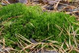 Sanionia uncinata