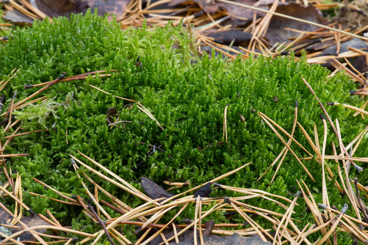 Изображение особи Sanionia uncinata.