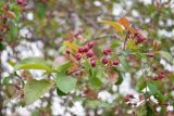 Malus niedzwetzkyana