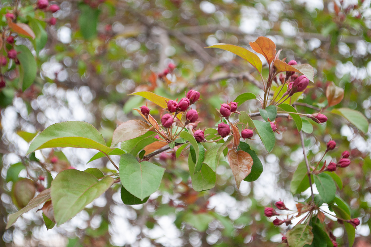 Image of Malus niedzwetzkyana specimen.