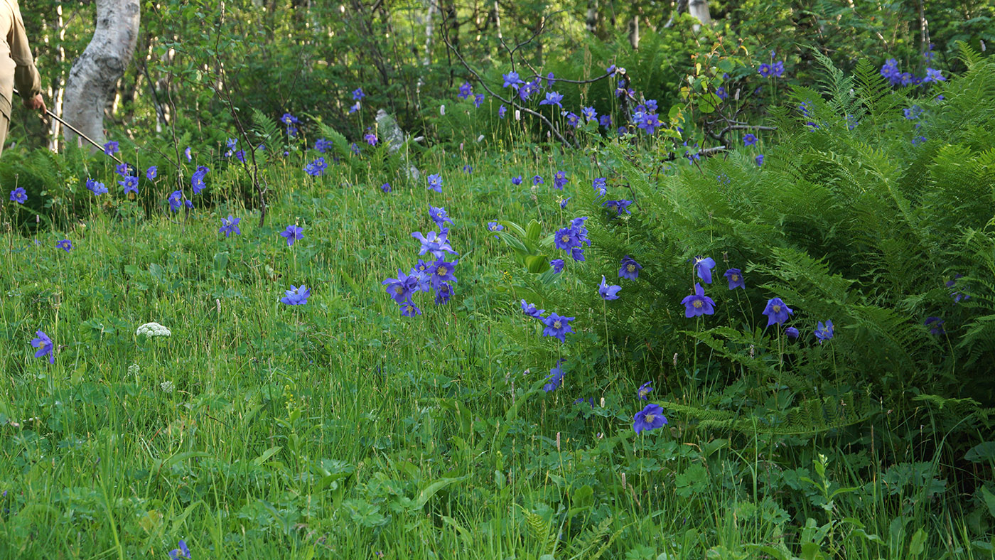 Image of Aquilegia glandulosa specimen.