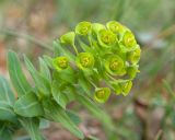 Euphorbia condylocarpa
