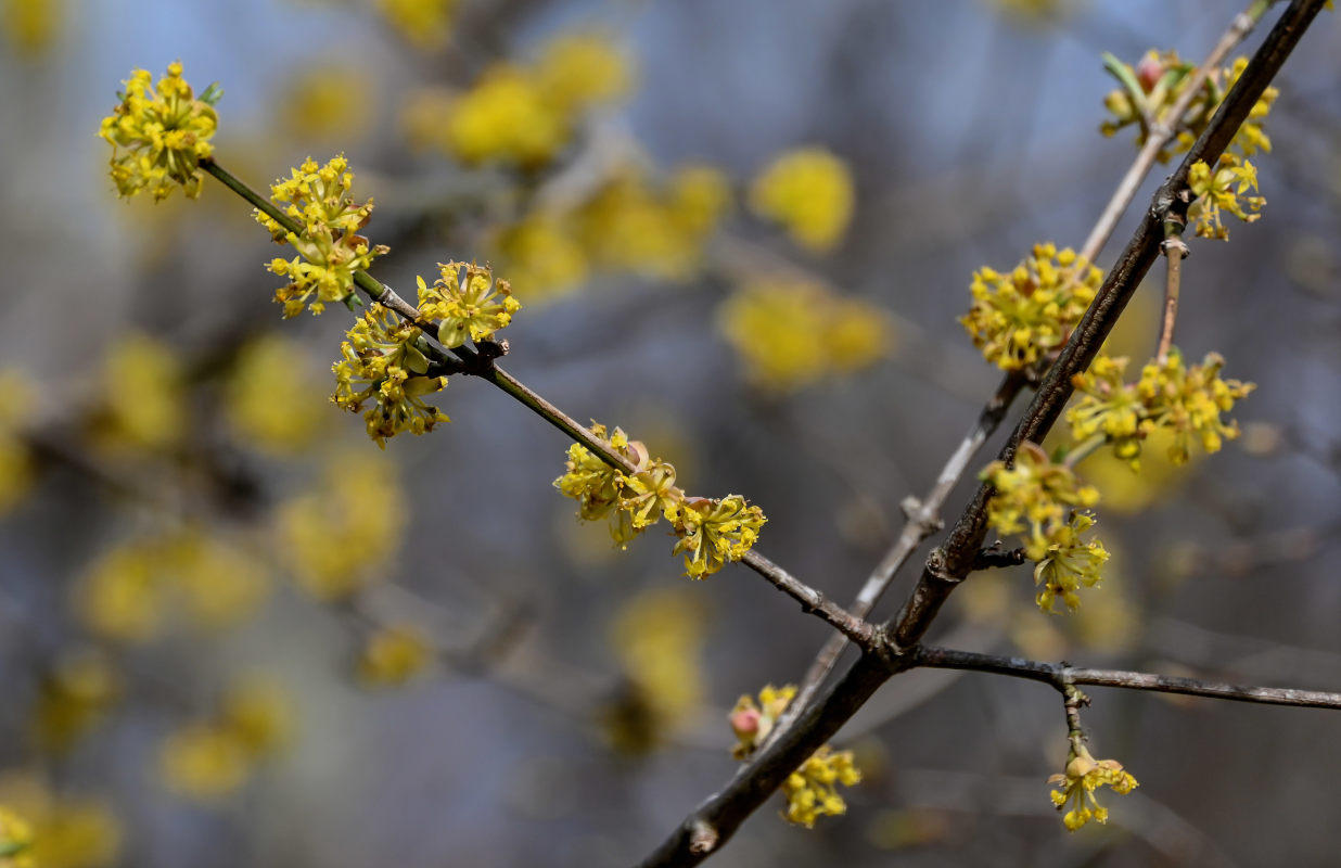 Image of Cornus mas specimen.