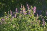 Vicia cracca
