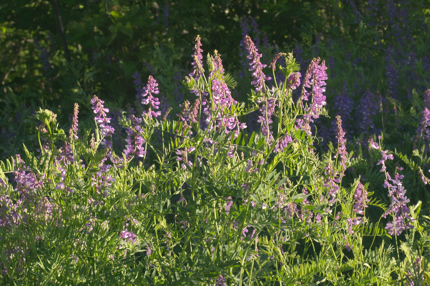 Image of Vicia cracca specimen.