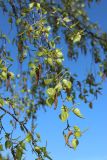 Betula pendula. Ветвь с мужскими и женскими соцветиями. Псковская обл., Гдовский р-н, окр. дер. Самолва, мемориальный комплекс «Князь Александр Невский с дружиной», побережье Чудского озера, выкашиваемый луг. 27.04.2025.