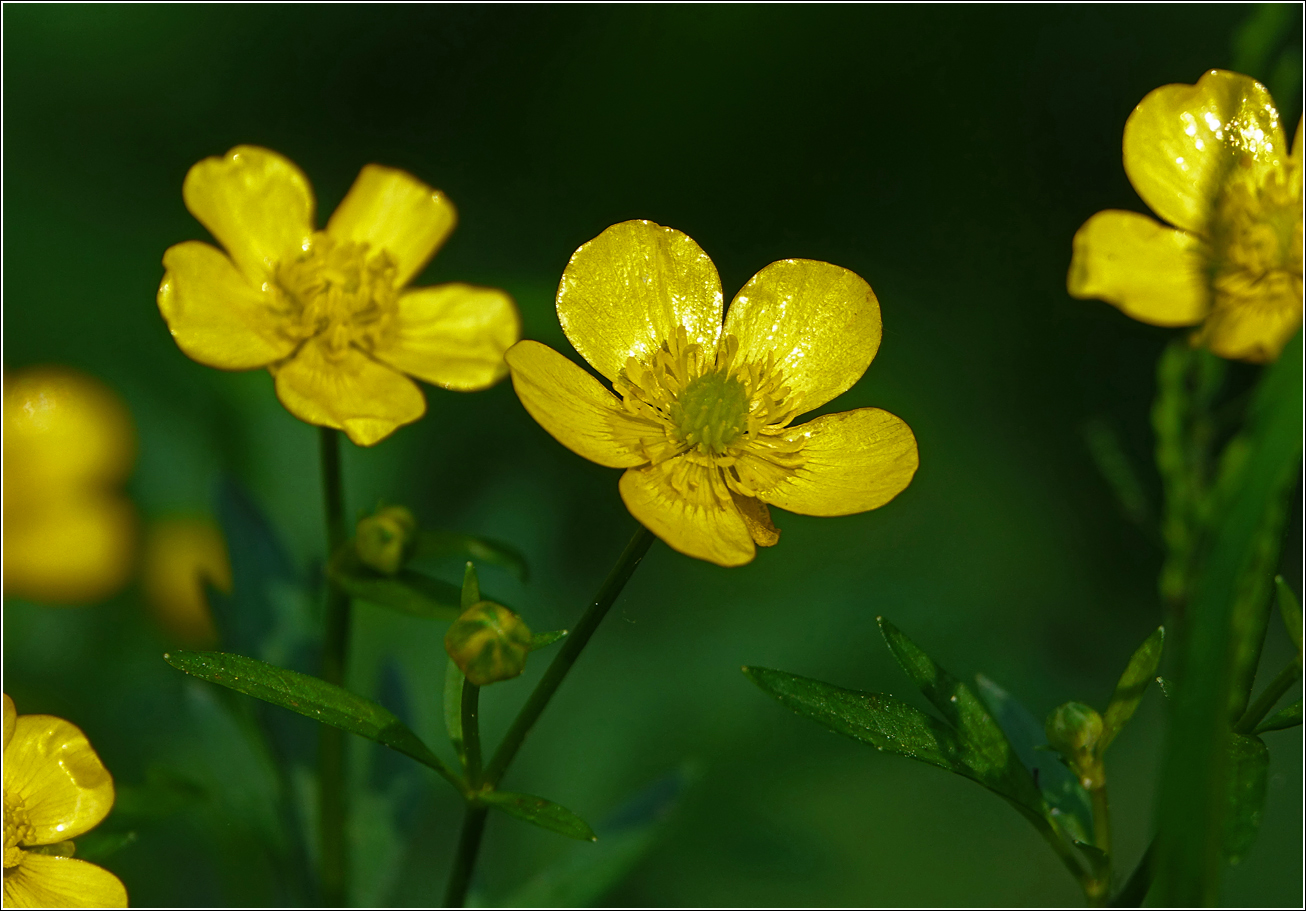 Image of Ranunculus repens specimen.