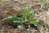 Solidago virgaurea