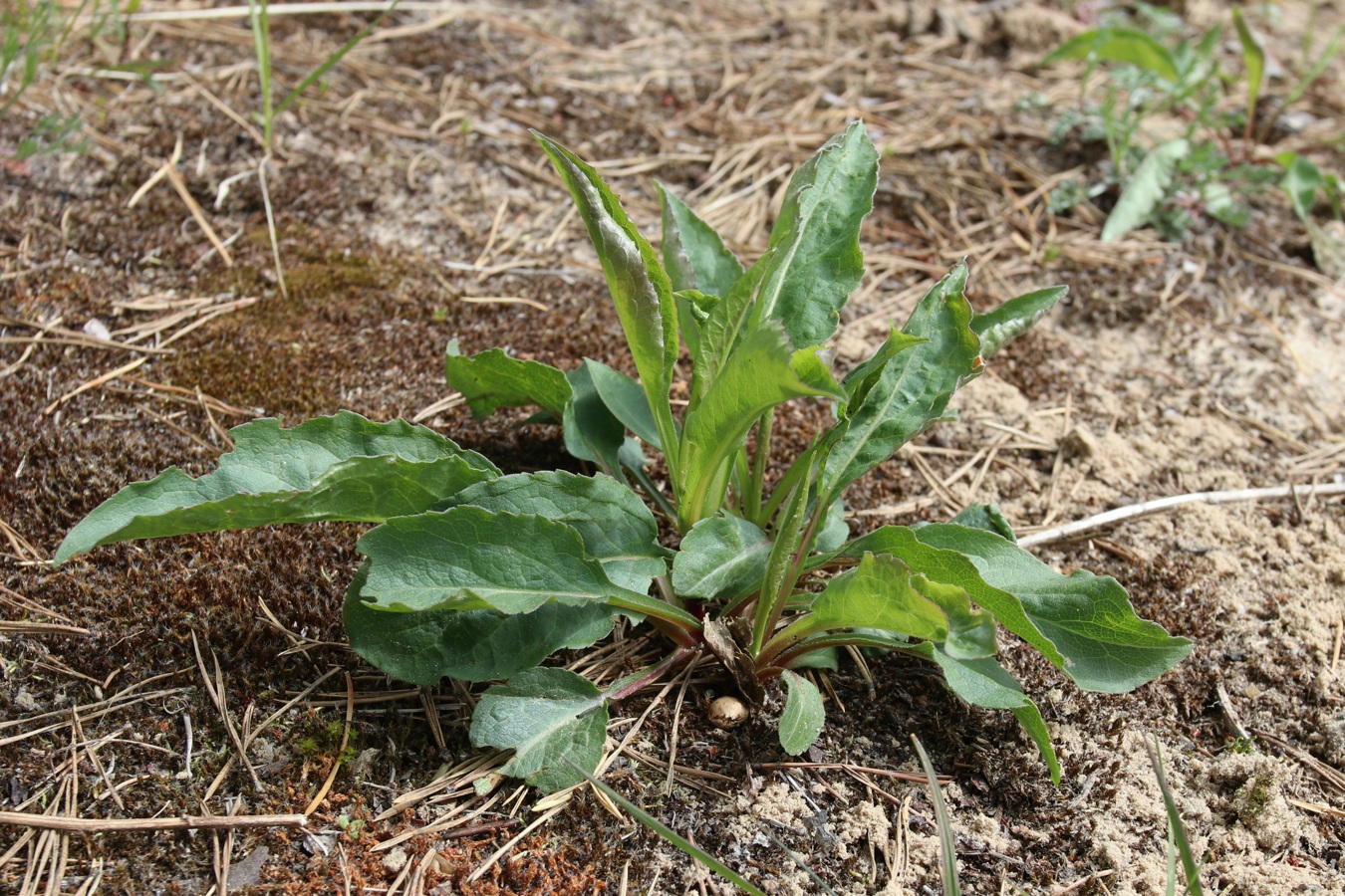 Image of Solidago virgaurea specimen.