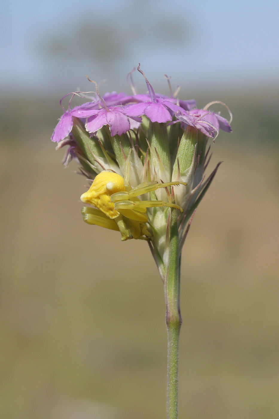 Image of Dianthus pseudarmeria specimen.