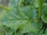 View full-size image Rheum wittrockii
