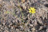 Koelpinia macrantha. Цветущее растение с кормящейся мухой. Таджикистан, Хатлонская обл., Джиликульский р-н, запов. \"Тигровая балка\", кордон \"Королевская дача\", вторая надпойменная терраса, солончак. 16 апреля 2025 г.