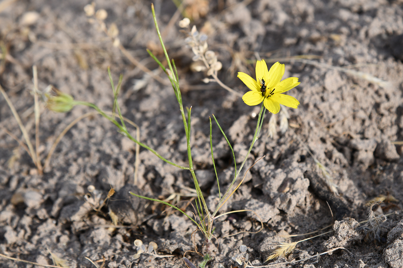 Image of Koelpinia macrantha specimen.