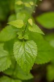 Scutellaria altissima. Часть побега плодоносящего растения. Воронежская обл., Бутурлиновский р-н, окр. г. Бутурлиновка, Шипов лес, опушка широколиственного леса. 23.06.2025.