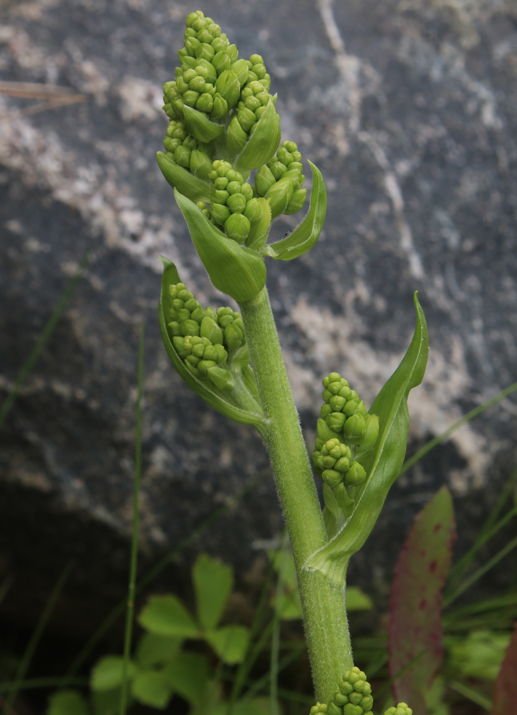 Image of Veratrum lobelianum specimen.
