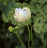 genus Anemone. Цветок. Татарстан, Агрызский р-н, с. Красный Бор, цветник. 06.08.2025.