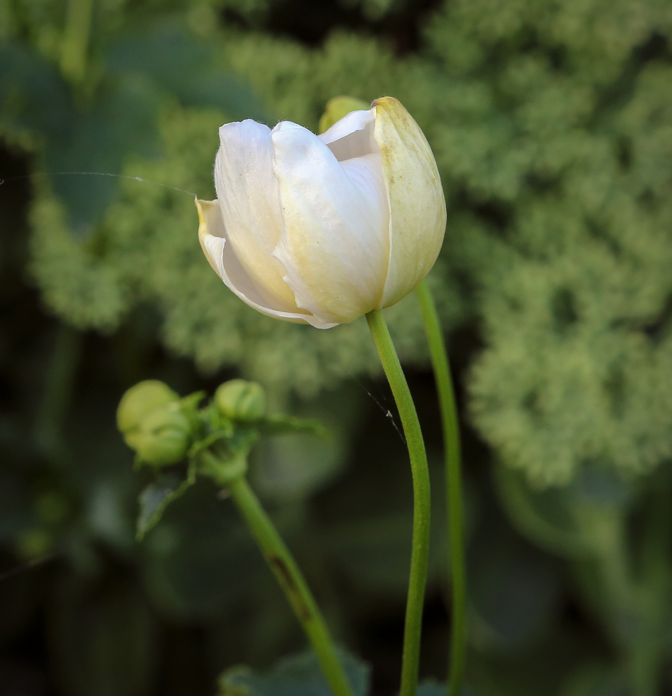 Image of genus Anemone specimen.