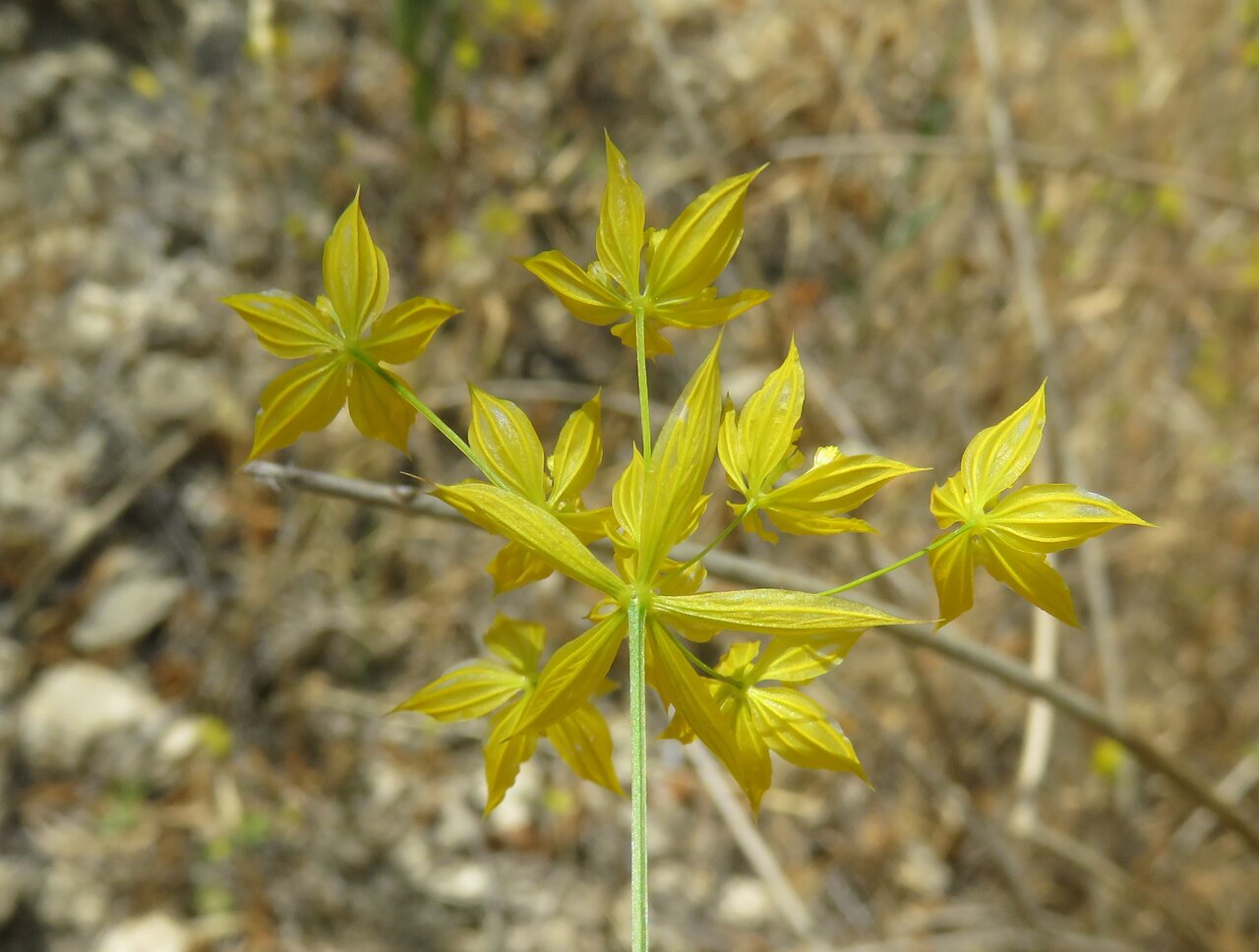 Image of Bupleurum flavum specimen.