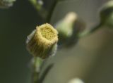 Conyza bonariensis. Соцветие. Испания, Каталония, пров. Жирона, комарка Баш Эмпорда, муниципалитет Калонже, залежь. 30.08.2025.