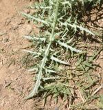unknown species. Лист (вид на абаксиальную поверхность). Турция, ил Ван, окр. Кармраванк, горная степь. 22 мая 2025 г.