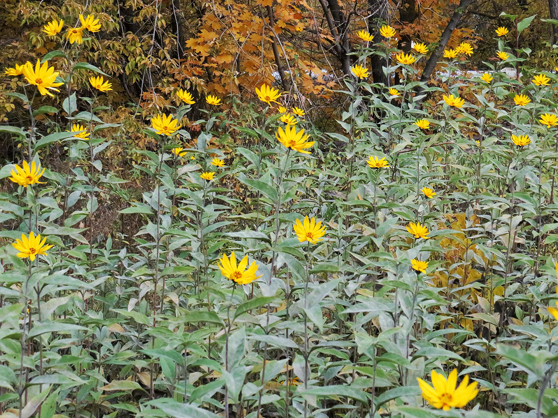 Изображение особи Helianthus tuberosus.