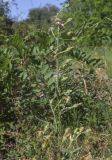 Picris hieracioides. Верхушка побега с увядающими соцветиями и соплодиями. Жирона, комарка Баш Эмпорда, муниципалитет Калонже, дубово-сосновый лес, обочина просёлочной дороги. 03.08.2025.