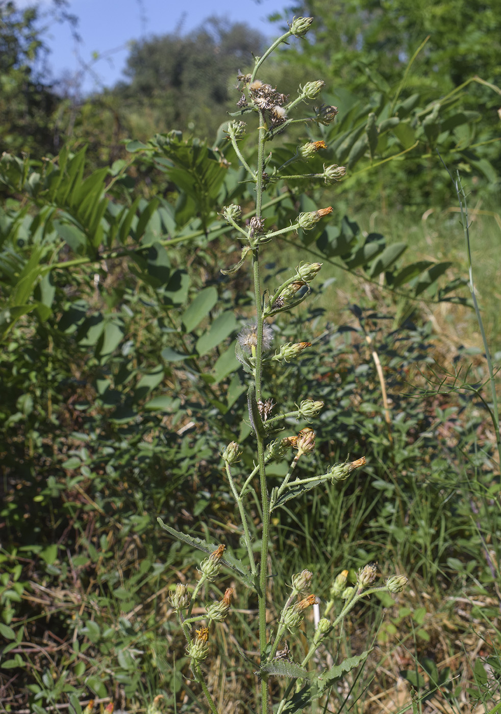 Image of Picris hieracioides specimen.
