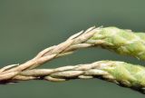 Image of taxon representative. Author is Лариса Крайник