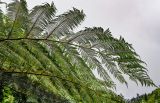 Cyathea cooperi. Вайя. Португалия, о-в Мадейра, национальный парк \"Рибейру-Фриу\", ≈ 1400 м н.у.м., опушка лаврового леса. 20.08.2025.