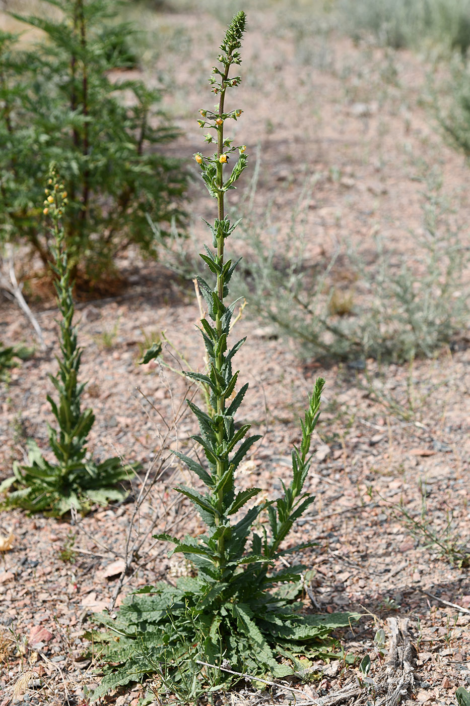 Изображение особи Verbascum blattaria.