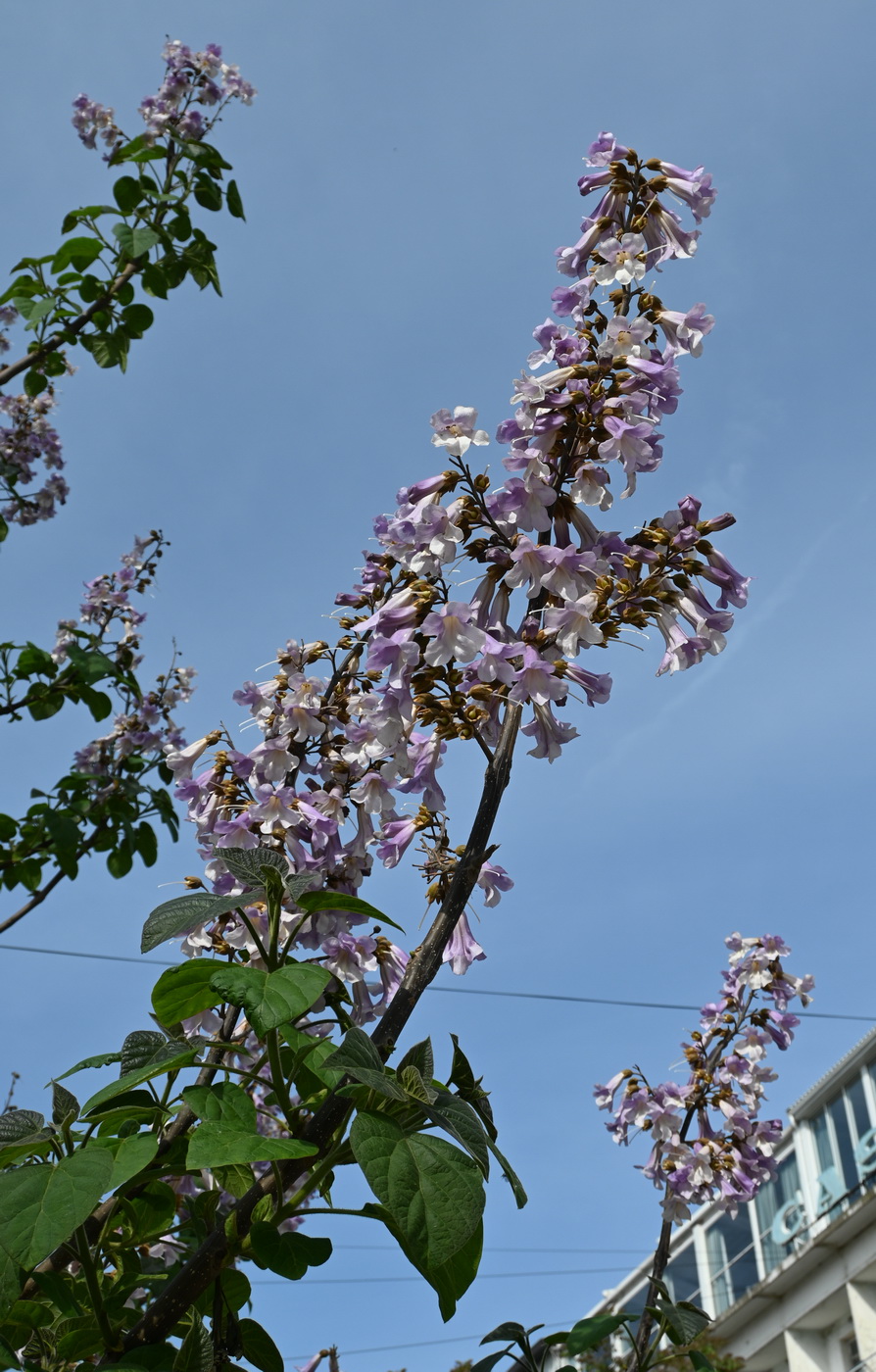 Изображение особи Paulownia tomentosa.