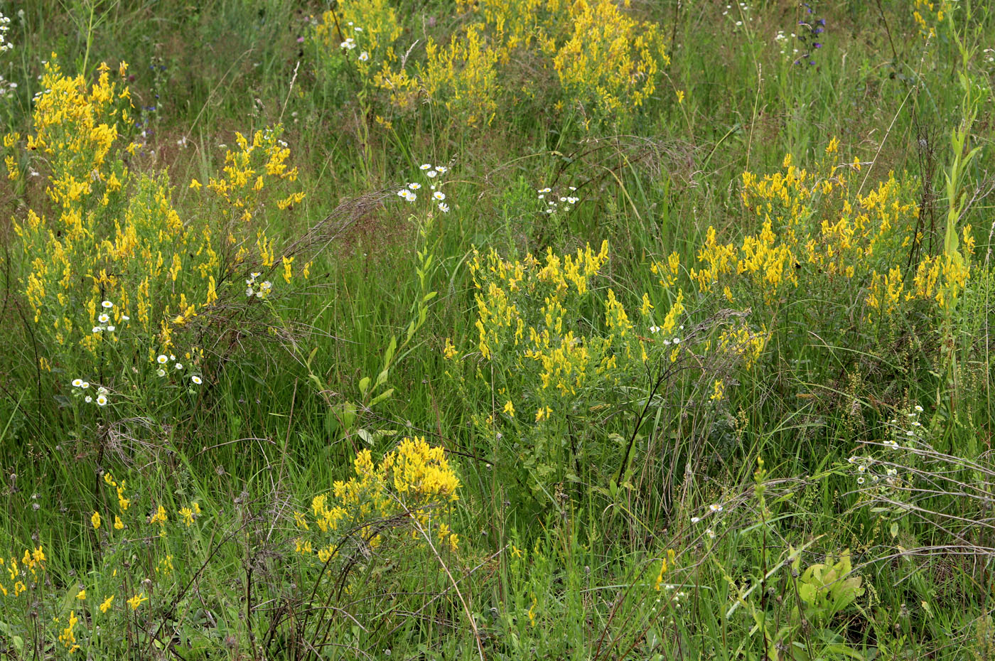 Image of Genista tinctoria specimen.