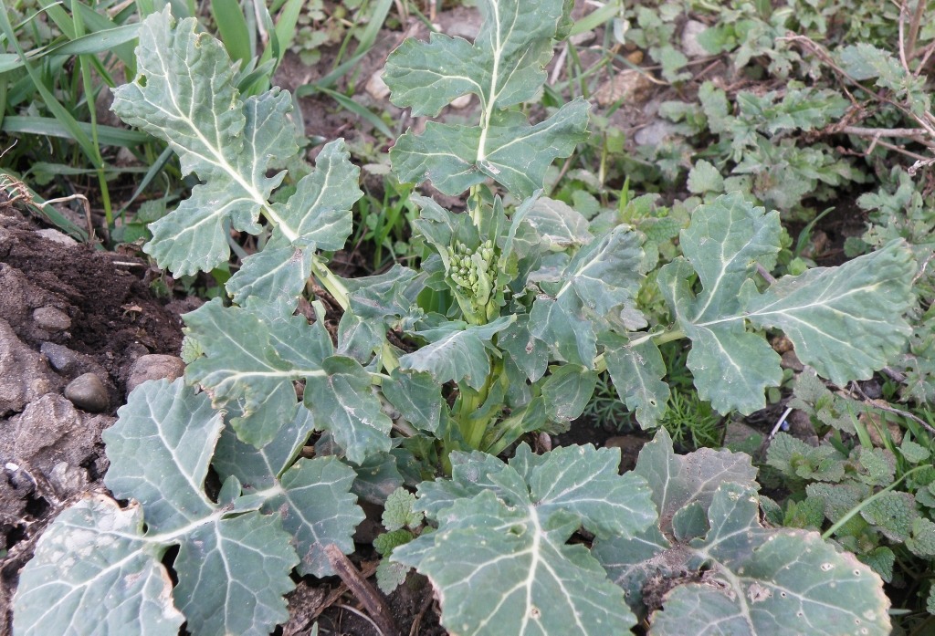 Изображение особи Brassica napus.