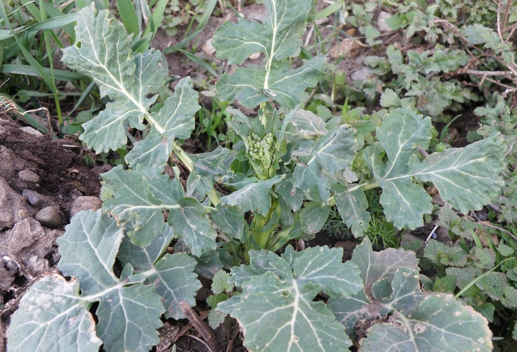 Image of Brassica napus specimen.