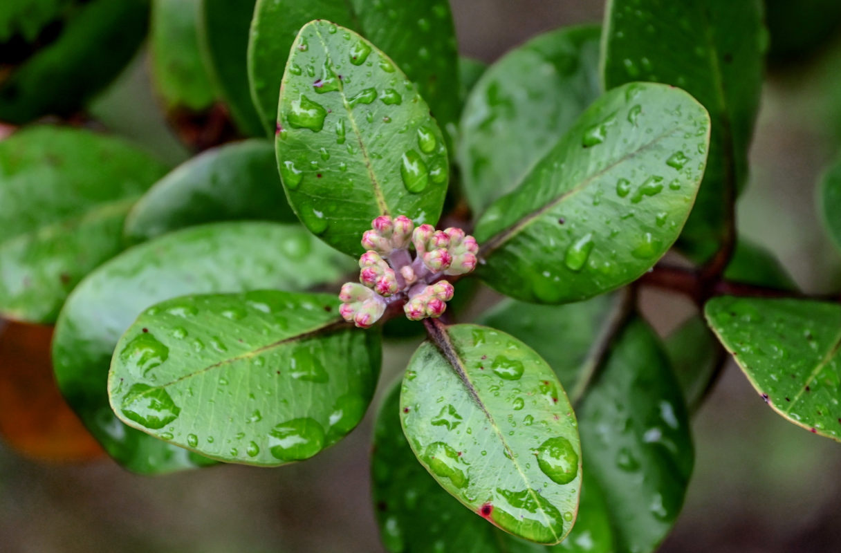 Image of Metrosideros polymorpha specimen.