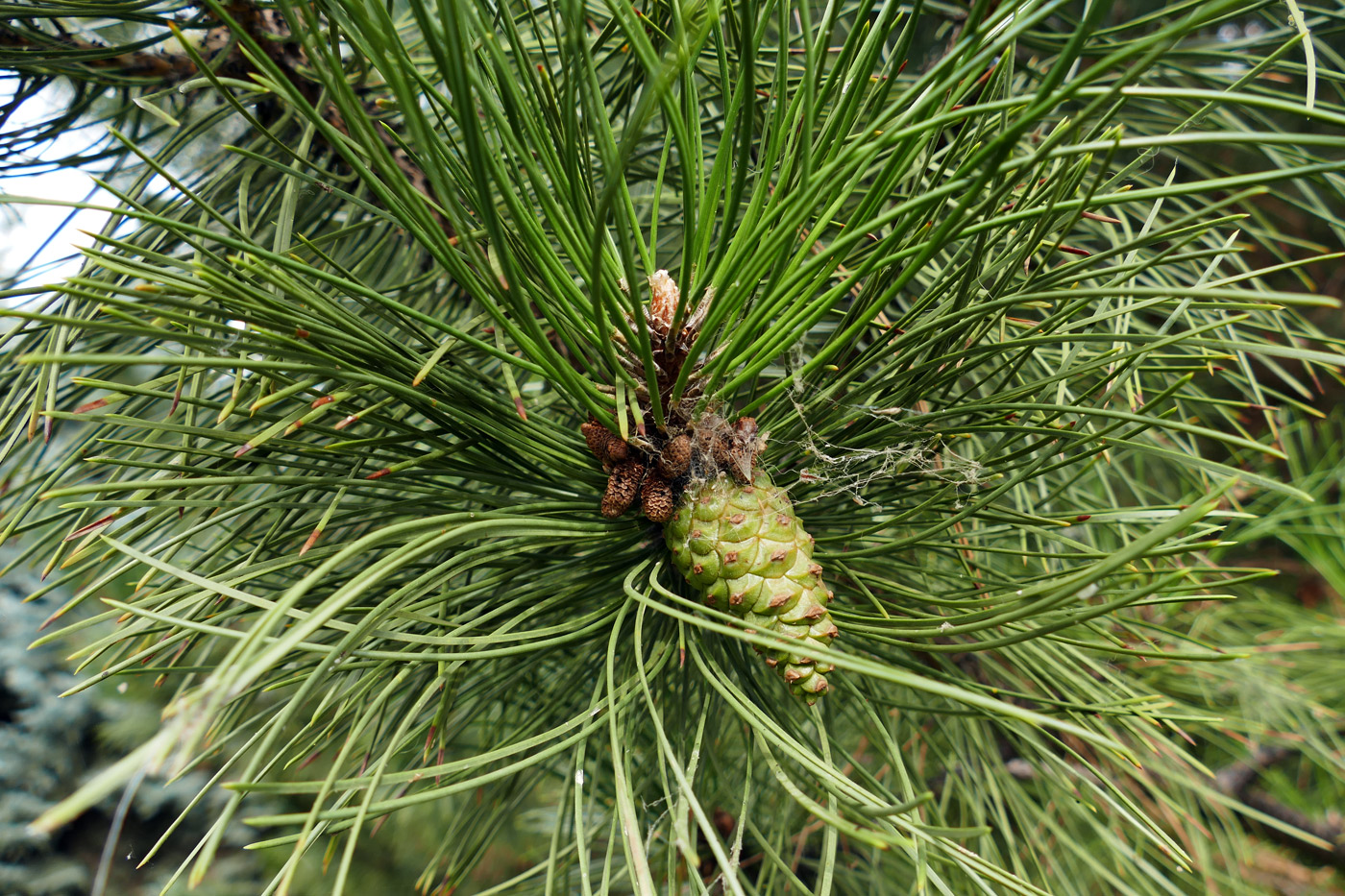 Изображение особи род Pinus.