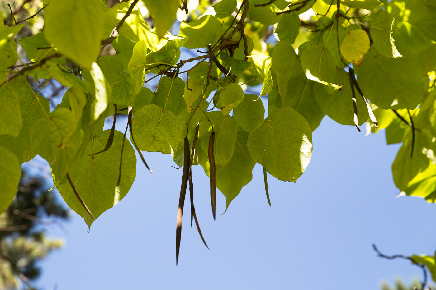 Image of Catalpa bignonioides specimen.