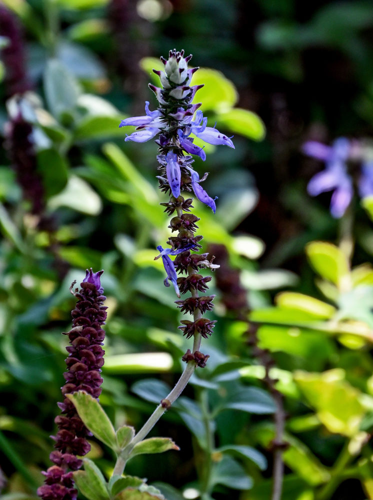Изображение особи Coleus neochilus.
