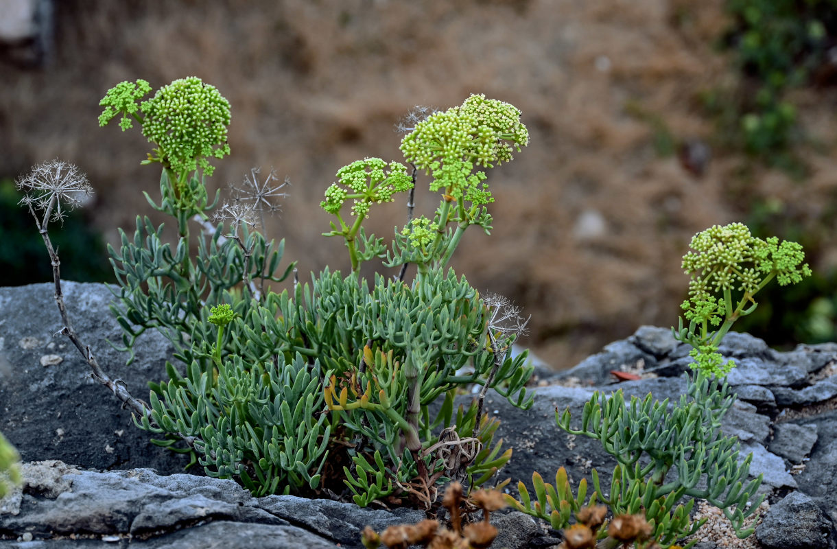 Изображение особи Crithmum maritimum.