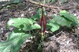 Arum elongatum