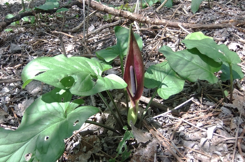 Изображение особи Arum elongatum.