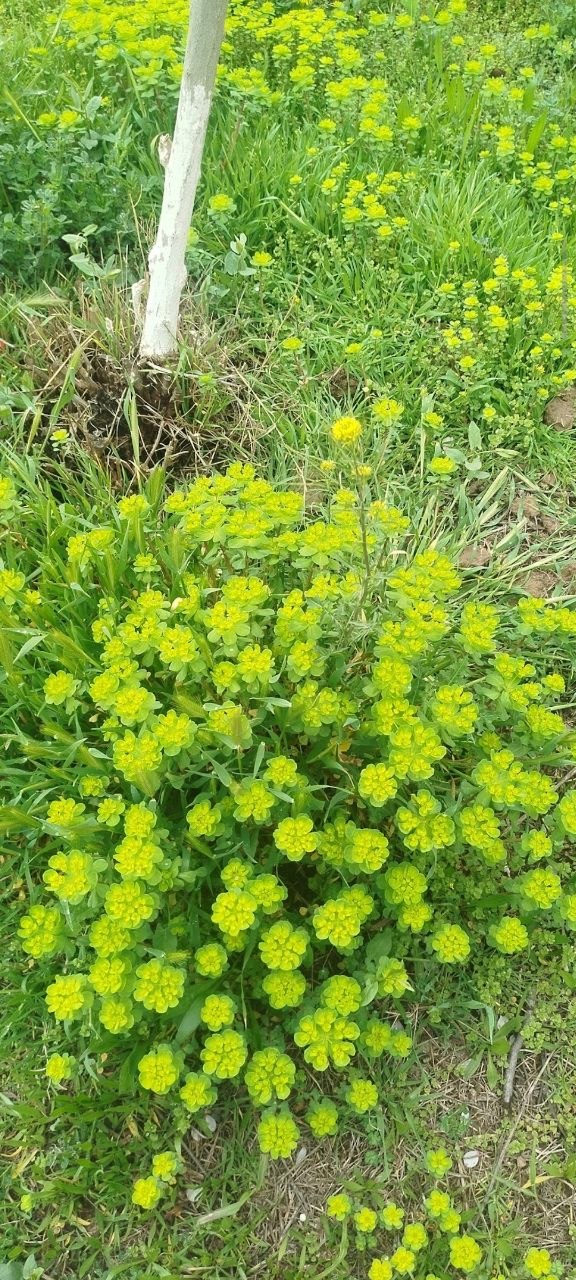 Изображение особи Euphorbia helioscopioides.
