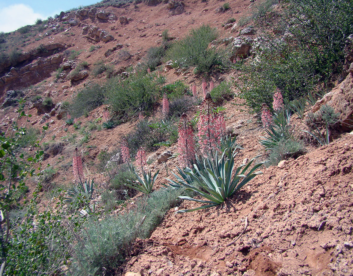 Изображение особи Eremurus alberti.