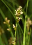 Carex divulsa. Соцветие. Томская обл., г. Томск, Сибирский ботанический сад Томского государственного университета, в культуре. 03.06.2025.