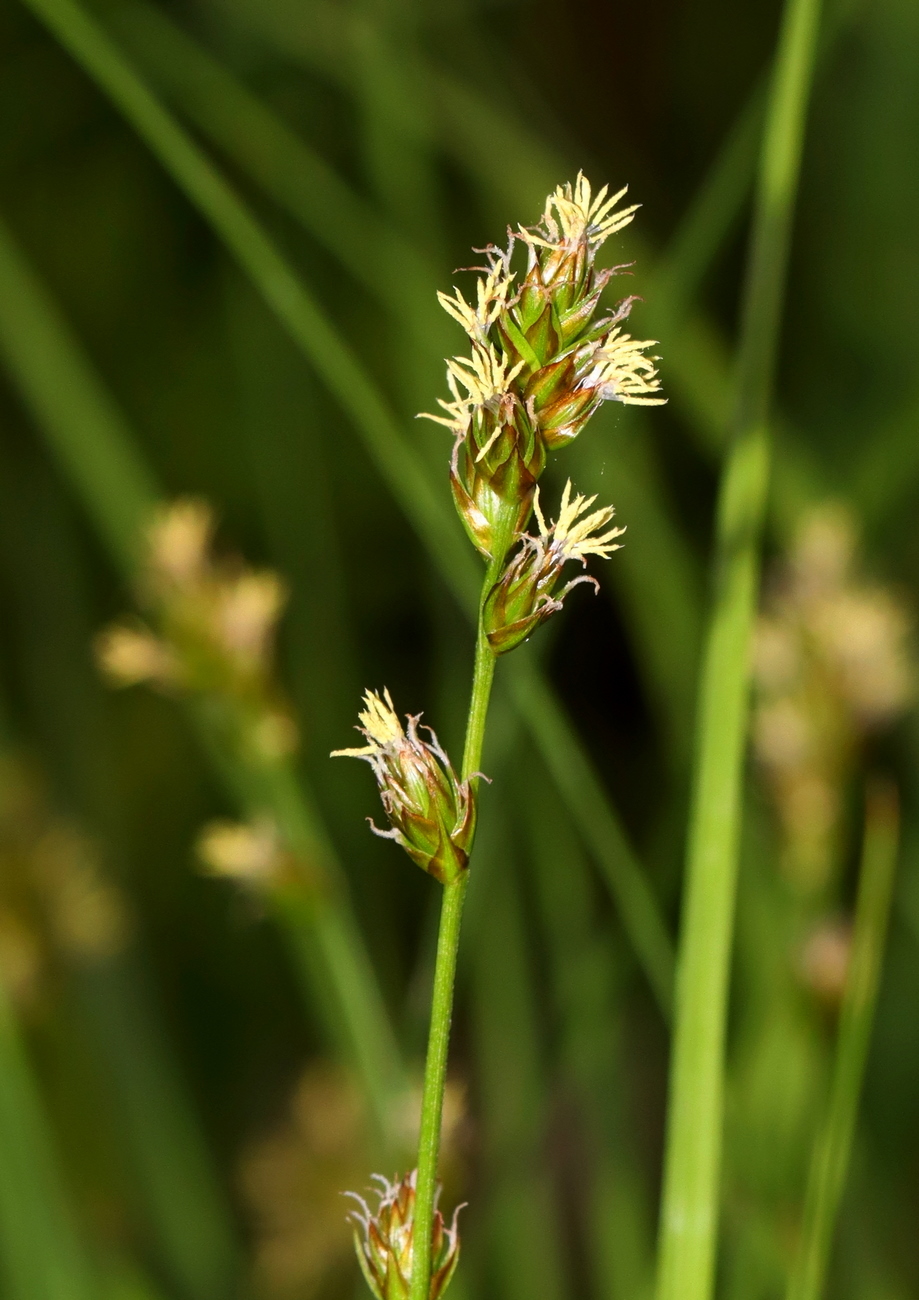 Изображение особи Carex divulsa.