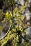 Fraxinus pennsylvanica. Верхушка ветви с молодым побегом и женскими соцветиями. Санкт-Петербург, Кировский р-н, декоративное озеленение. 08.05.2026.