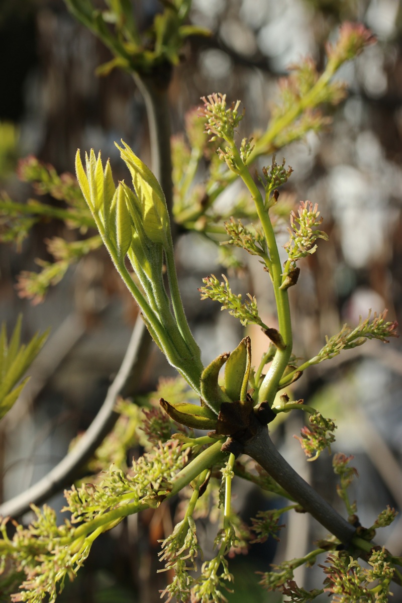 Изображение особи Fraxinus pennsylvanica.