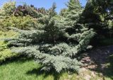 Juniperus virginiana. Плодоносящее растение (\"hetz\"). Волгоград, Волгоградский региональный ботанический сад. 23.05.2026.