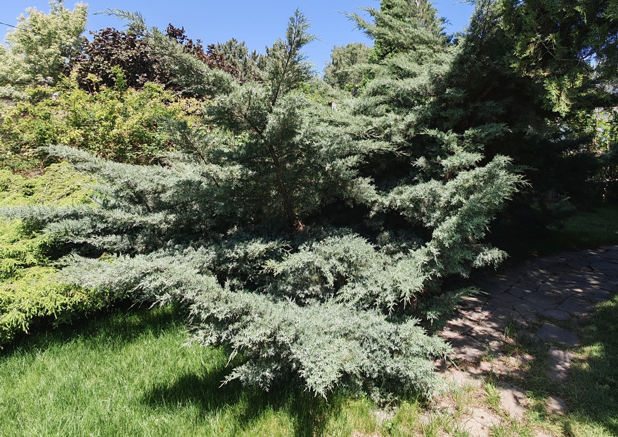 Image of Juniperus virginiana specimen.
