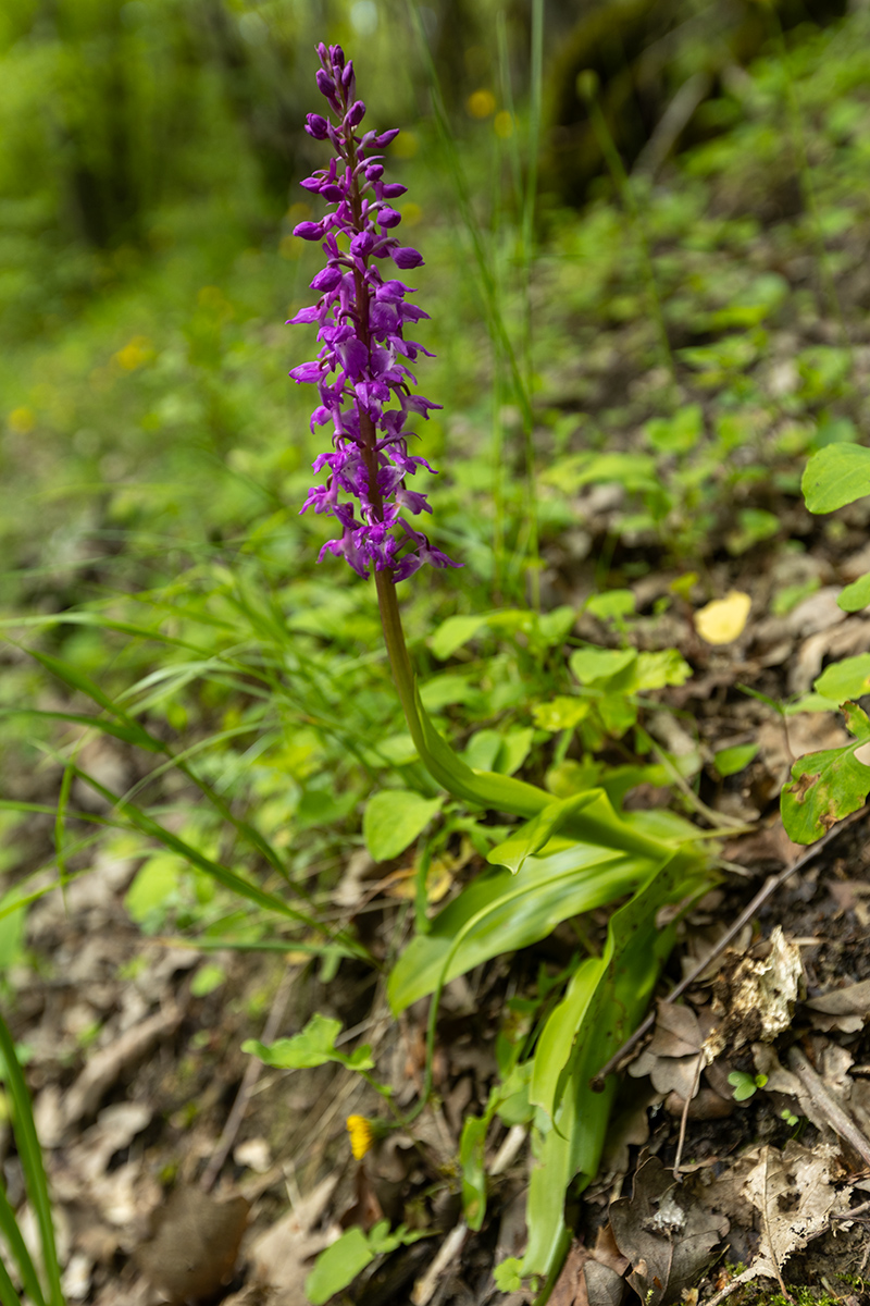 Image of Orchis mascula specimen.